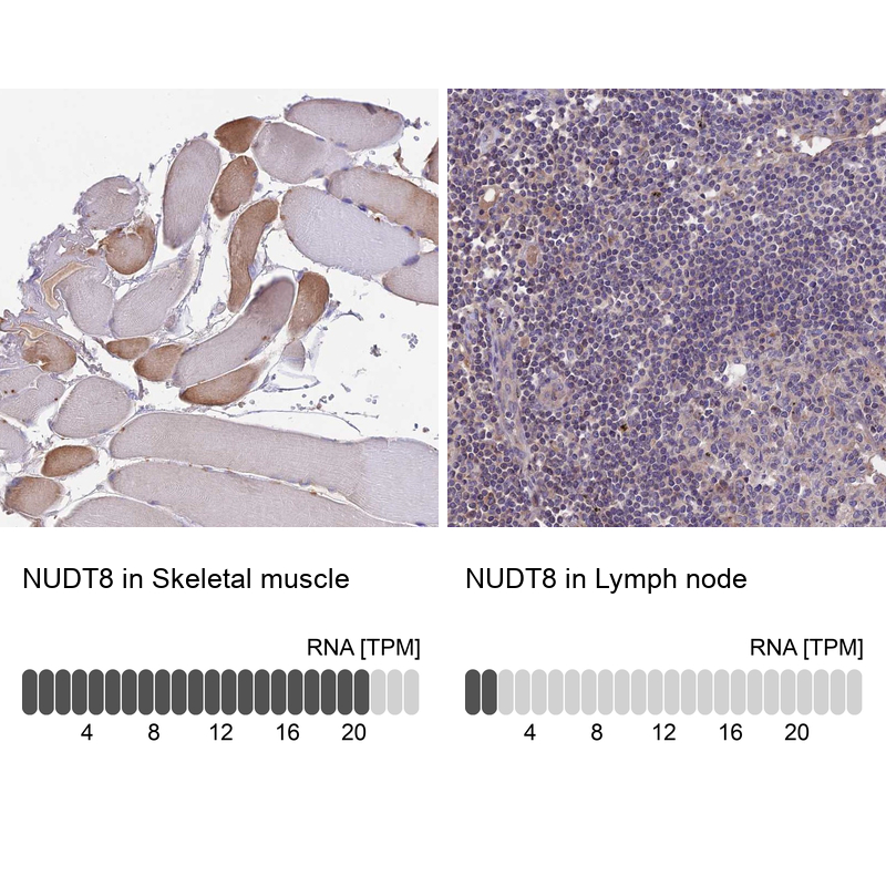 Atlas Antibodies Anti-NUDT8 Antibody