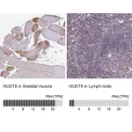 Atlas Antibodies Anti-NUDT8 Antibody