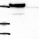 Atlas Antibodies Anti-NUF2 Antibody