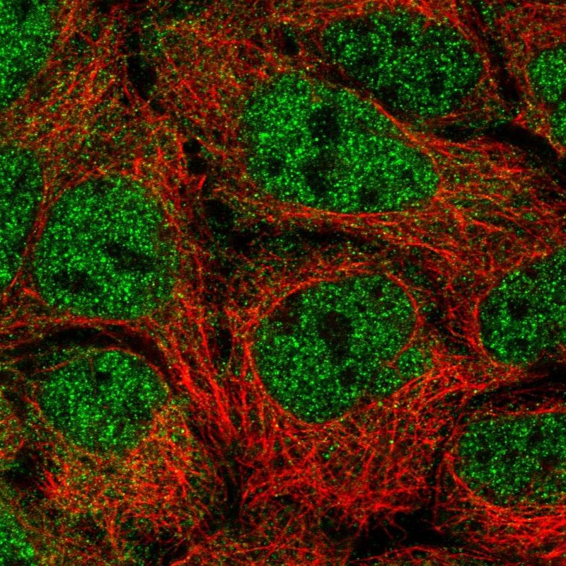 Atlas Antibodies Anti-NUFIP2 Antibody