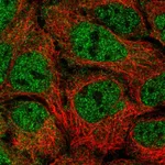 Atlas Antibodies Anti-NUFIP2 Antibody