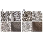 Atlas Antibodies Anti-NUMA1 Antibody