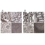 Atlas Antibodies Anti-NUMA1 Antibody