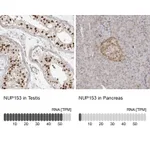 Atlas Antibodies Anti-NUP153 Antibody