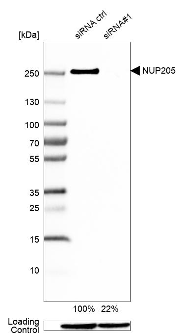 Atlas Antibodies Anti-NUP205 Antibody