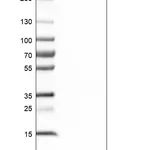 Atlas Antibodies Anti-NUP205 Antibody