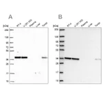 Atlas Antibodies Anti-NUP37 Antibody