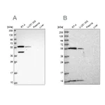 Atlas Antibodies Anti-NUP50 Antibody
