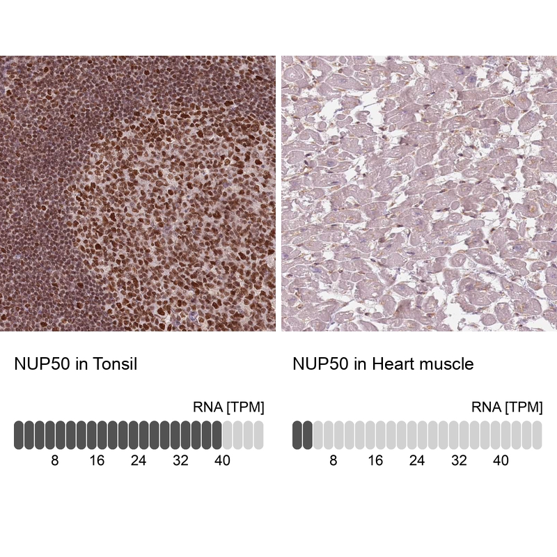 Atlas Antibodies Anti-NUP50 Antibody
