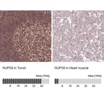 Atlas Antibodies Anti-NUP50 Antibody