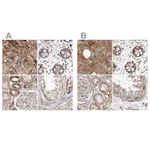 Atlas Antibodies Anti-NUP43 Antibody