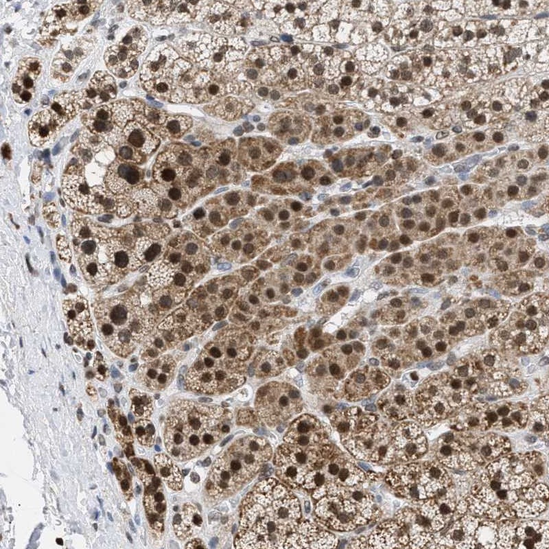 Atlas Antibodies Anti-NUP35 Antibody