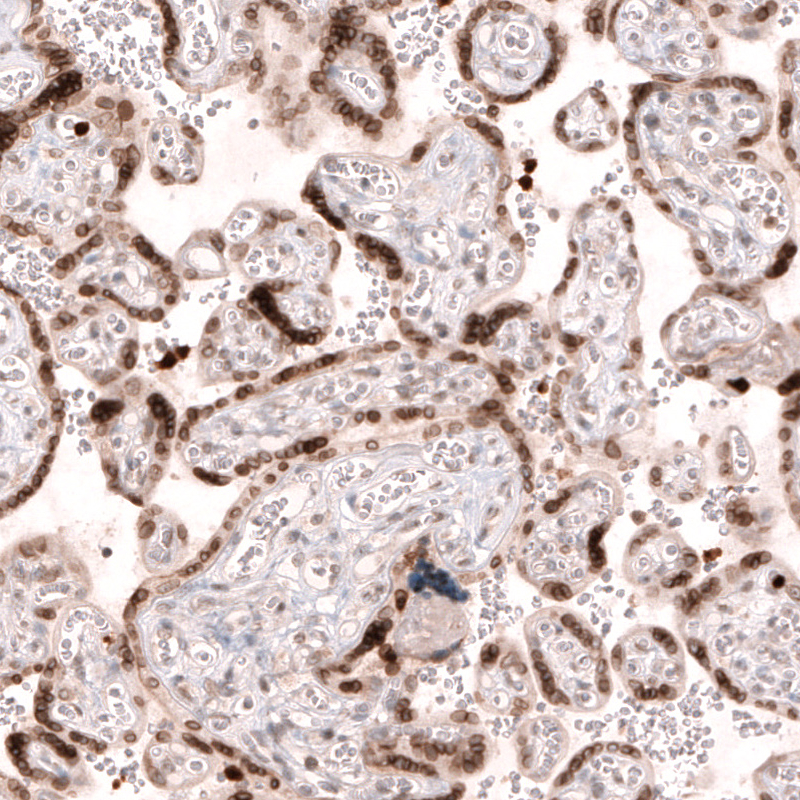 Atlas Antibodies Anti-NUP54 Antibody
