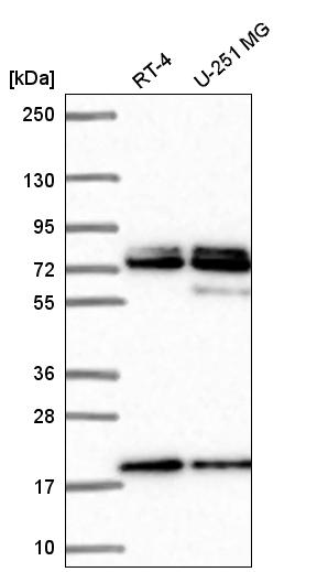 Atlas Antibodies Anti-NUP85 Antibody