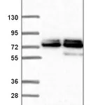 Atlas Antibodies Anti-NUP85 Antibody
