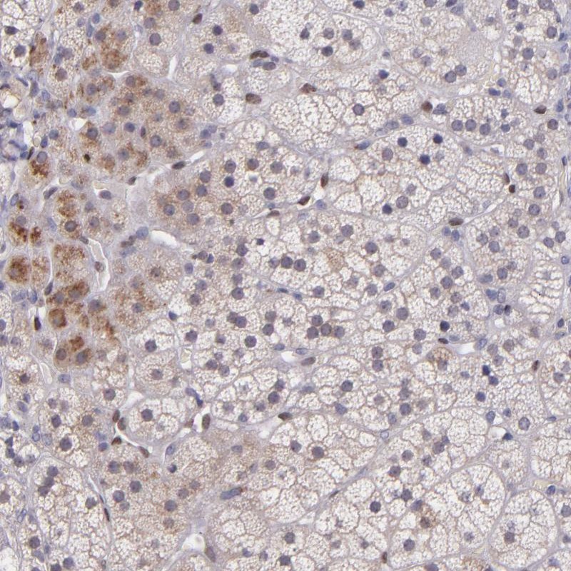 Atlas Antibodies Anti-NUP62CL Antibody