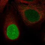 Atlas Antibodies Anti-NUSAP1 Antibody