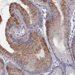 Atlas Antibodies Anti-NUTF2 Antibody