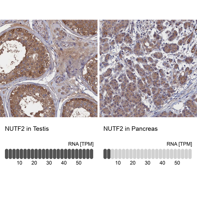 Atlas Antibodies Anti-NUTF2 Antibody