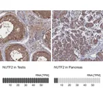 Atlas Antibodies Anti-NUTF2 Antibody