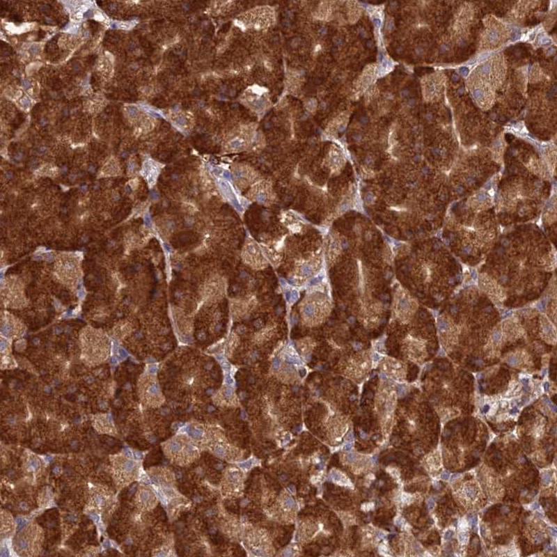 Atlas Antibodies Anti-NXNL2 Antibody