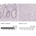 Atlas Antibodies Anti-NXPE1 Antibody