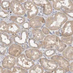 Atlas Antibodies Anti-NXT2 Antibody