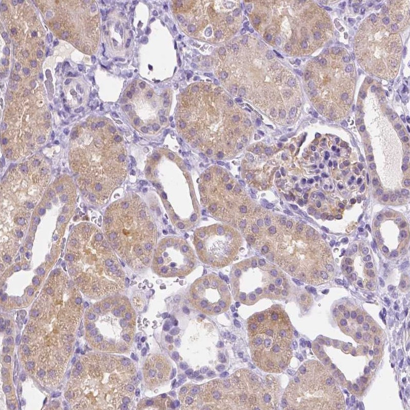 Atlas Antibodies Anti-NXPH2 Antibody