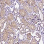 Atlas Antibodies Anti-NXPH2 Antibody