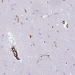 Atlas Antibodies Anti-NXPH1 Antibody
