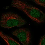 Atlas Antibodies Anti-NXT2 Antibody