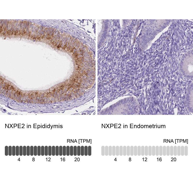 Atlas Antibodies Anti-NXPE2 Antibody