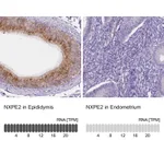 Atlas Antibodies Anti-NXPE2 Antibody