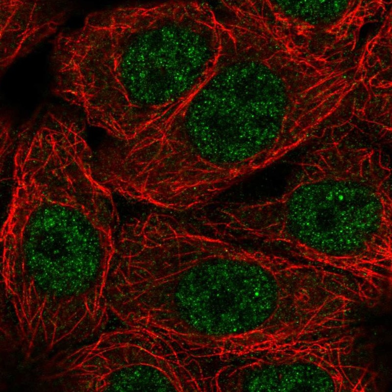 Atlas Antibodies Anti-NXT1 Antibody