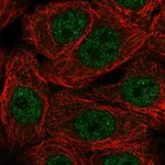 Atlas Antibodies Anti-NXT1 Antibody