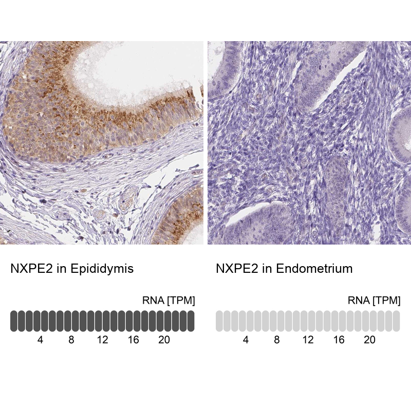 Atlas Antibodies Anti-NXPE2 Antibody