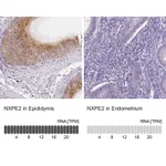 Atlas Antibodies Anti-NXPE2 Antibody
