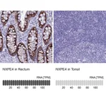 Atlas Antibodies Anti-NXPE4 Antibody