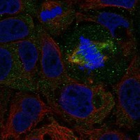 Atlas Antibodies Anti-NXPH3 Antibody