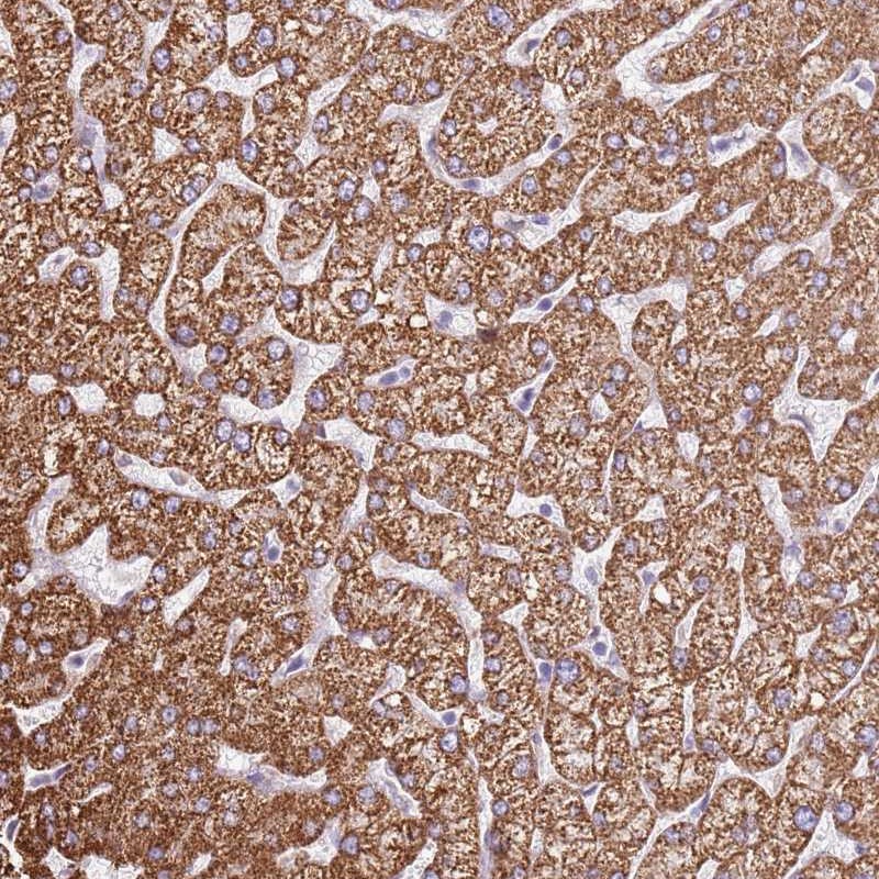 Atlas Antibodies Anti-OAF Antibody