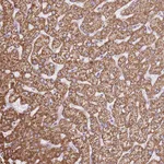 Atlas Antibodies Anti-OAF Antibody