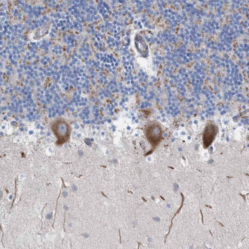 Atlas Antibodies Anti-NYAP1 Antibody