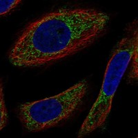 Atlas Antibodies Anti-NYAP2 Antibody