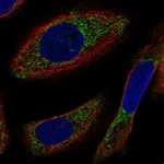 Atlas Antibodies Anti-NYAP2 Antibody