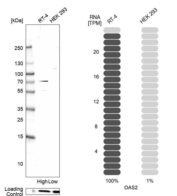 Atlas Antibodies Anti-OAS2 Antibody