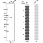 Atlas Antibodies Anti-OAS2 Antibody