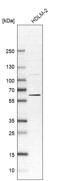 Atlas Antibodies Anti-OASL Antibody