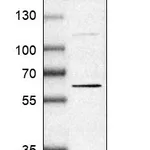 Atlas Antibodies Anti-OASL Antibody