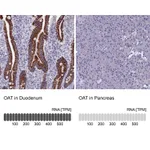 Atlas Antibodies Anti-OAT Antibody