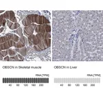 Atlas Antibodies Anti-OBSCN Antibody